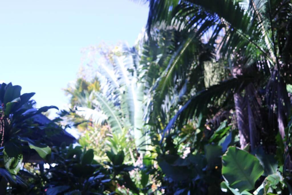 Beauty Tiny Walk To Sea Port Douglas Exterior foto