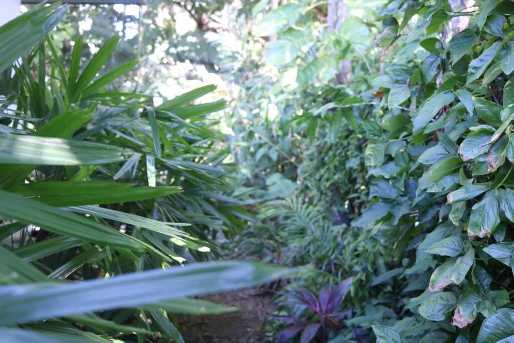 Beauty Tiny Walk To Sea Port Douglas Exterior foto