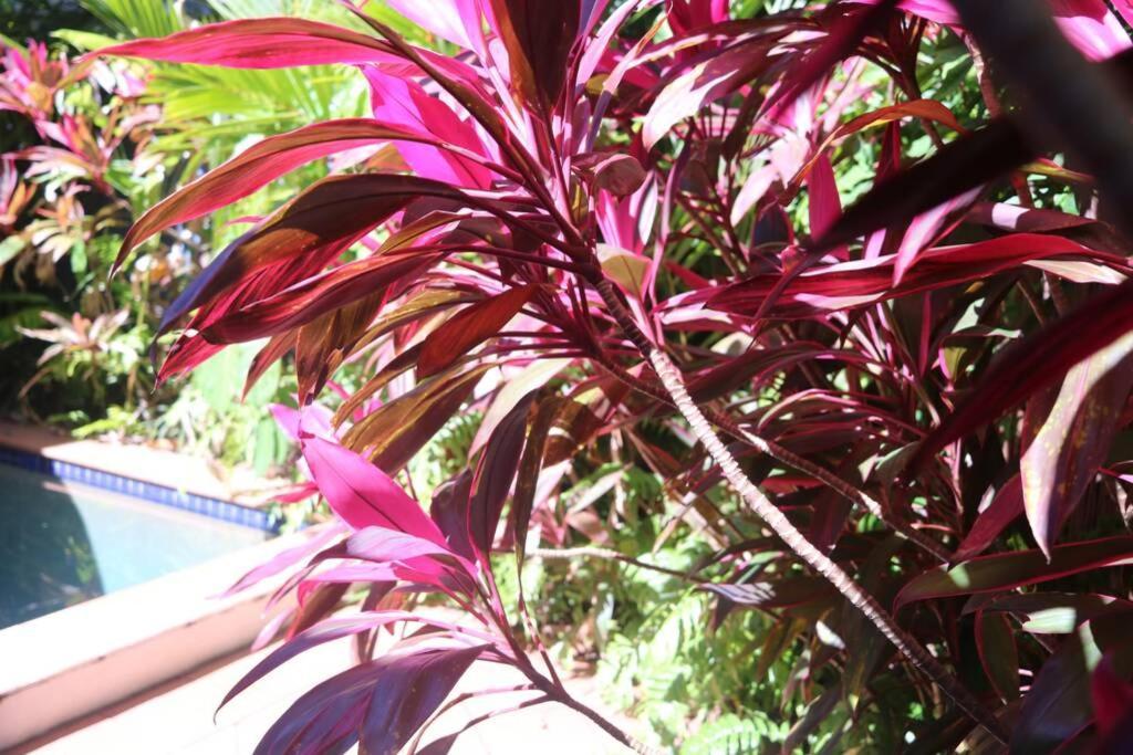 Beauty Tiny Walk To Sea Port Douglas Exterior foto